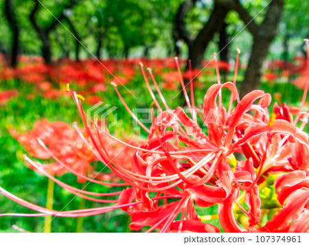 An autumn tradition, clusters of beautiful cluster amaryllis in full bloom An autumn tradition, clusters of beautiful cluster amaryllis in full bloom 107374961
