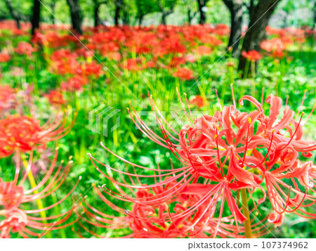 An autumn tradition, clusters of beautiful cluster amaryllis in full bloom 107374962