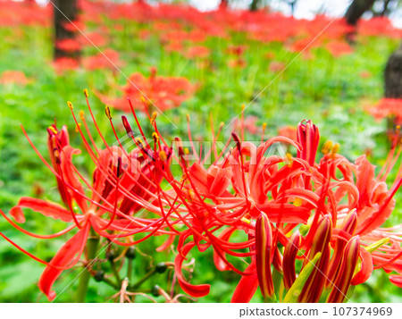 秋天的傳統，一簇簇美麗的孤挺花盛開 107374969