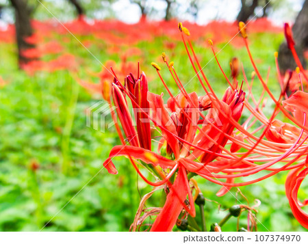 秋天的傳統，一簇簇美麗的孤挺花盛開 107374970
