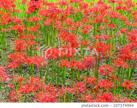 秋天的傳統,一簇簇美麗的孤挺花盛開 秋天的傳統,一簇簇美麗的孤挺花盛開 107374994