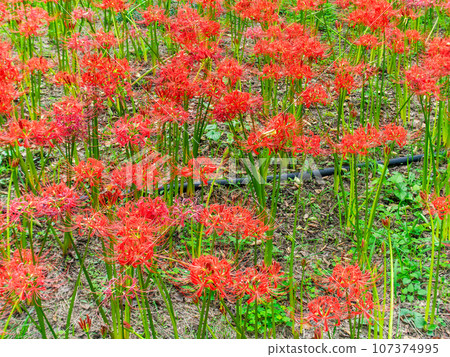 秋天的傳統，一簇簇美麗的孤挺花盛開 107374995