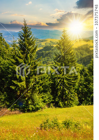 slope of mountain range with coniferous forest at sunset. beautiful countryside scenery in evening light 107375748