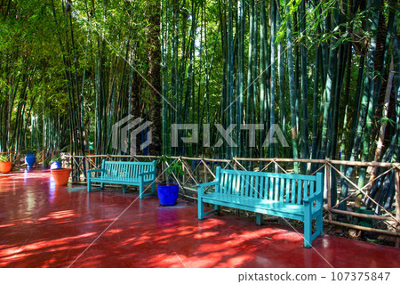 Greenery of tall bamboo trees (and thick shadow from them) and green benches in Majorelle garden in Marrakesh Greenery of tall bamboo trees (and thick shadow from them) and green benches in Majorelle garden in Marrakesh 107375847