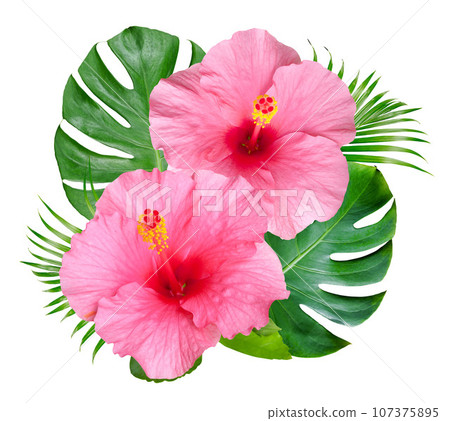 Pink hibiscus flower with monstera leaves isolated on white background Pink hibiscus flower with monstera leaves isolated on white background 107375895