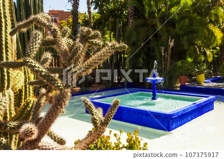 Amazing view on pool and   different types of cacti in   Majorelle garden (local landmark) in Marrakesh. 107375917