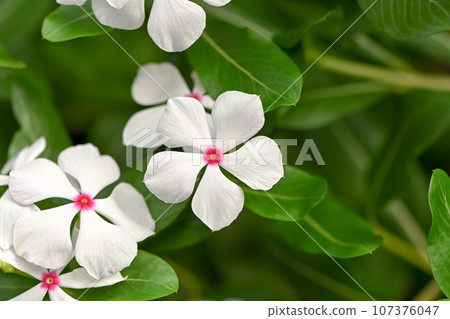長春花 長春花 107376047