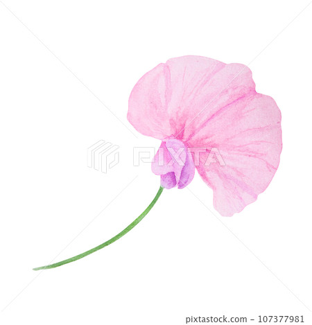 Pink Lathyrus watercolor illustration. Hand drawn botanical painting, floral sketch. Colorful flower clipart for summer or autumn design of wedding invitation, prints, greetings, sublimation, textile 107377981