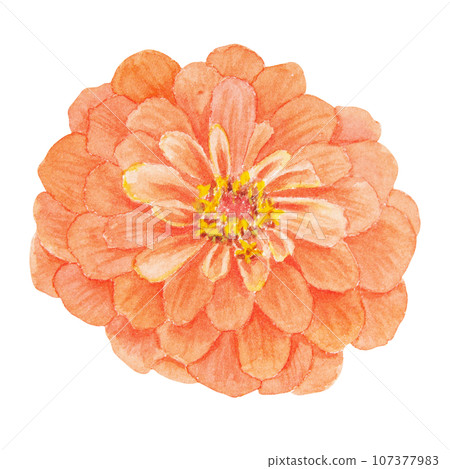 Orange Zinnia watercolor illustration. Hand drawn botanical painting, floral sketch. Colorful flower clipart for summer or autumn design of wedding invitation, prints, greetings, sublimation, textile Orange Zinnia watercolor illustration. Hand drawn botanical painting, floral sketch. Colorful flower clipart for summer or autumn design of wedding invitation, prints, greetings, sublimation, textile 107377983