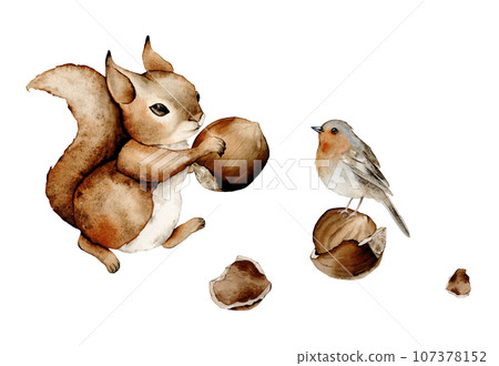 Squirrel forest animals watercolor. Hazelnut elements set. Hand-drawn watercolor illustration. Watercolor Bird Robin Hand Drawn Winter Illustration. Redbreast 107378152