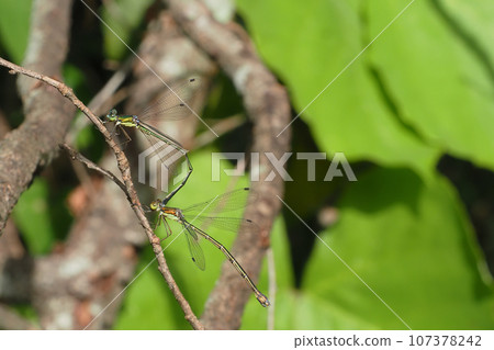 Great blue dragonfly (pair) 107378242