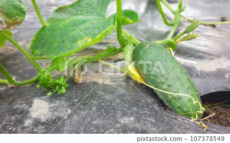 Close up picture of cucumber on patch covered with plastic mulch used to suppress weeds and conserve water, selective focus. Close up picture of cucumber on patch covered with plastic mulch used to suppress weeds and conserve water, selective focus. 107378549
