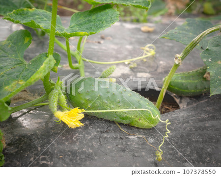 Close up picture of cucumber on patch covered with plastic mulch used to suppress weeds and conserve water, selective focus. Close up picture of cucumber on patch covered with plastic mulch used to suppress weeds and conserve water, selective focus. 107378550