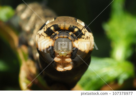 Larva of Venetian lizard Larva of Venetian lizard 107378977