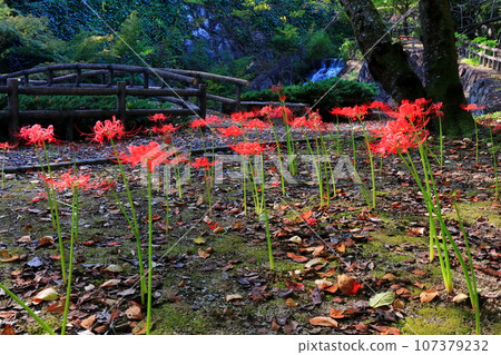 [香川縣]初秋分、不動瀧郊野公園（彼岸花） 107379232
