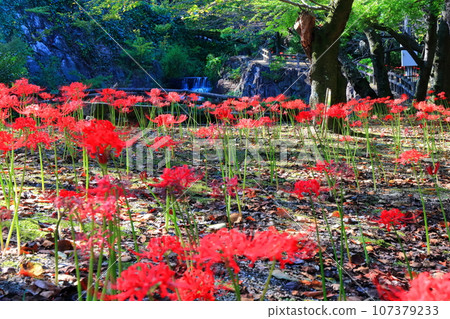 [香川縣]初秋分、不動瀧郊野公園（彼岸花） 107379233