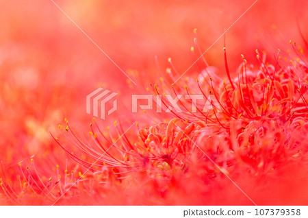 Morning along the Genji River in Hitachiota City, Ibaraki Prefecture, with manjusha flowers in full bloom Morning along the Genji River in Hitachiota City, Ibaraki Prefecture, with manjusha flowers in full bloom 107379358