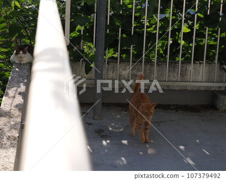 貓在柵欄上打瞌睡 貓在柵欄上打瞌睡 107379492