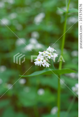 Buckwheat flowers 107379576