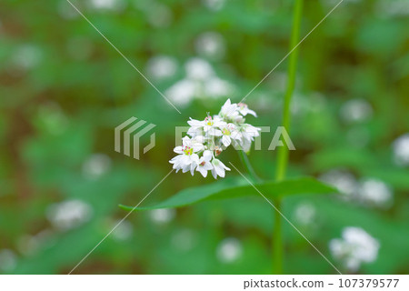 Buckwheat flowers 107379577