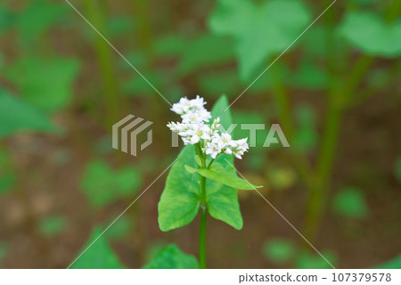 Buckwheat flowers 107379578