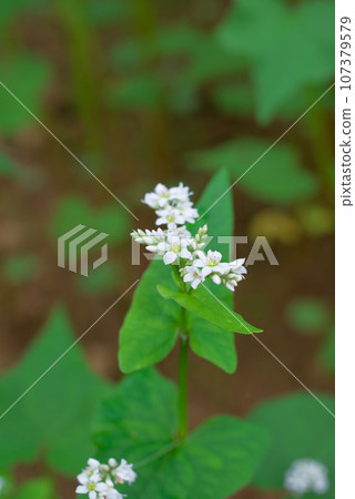 Buckwheat flowers 107379579