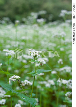 Buckwheat flowers 107379580