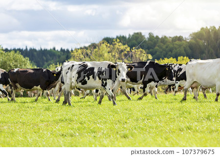 A herd of motley black and white cows walks through a green field on a summer day. A herd of motley black and white cows walks through a green field on a summer day. 107379675