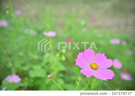 Cosmos shaking in autumn wind Cosmos shaking in autumn wind 107379737