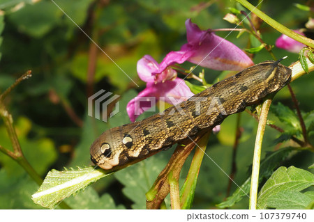 Venetian sparrow larva and truncatula flower Venetian sparrow larva and truncatula flower 107379740