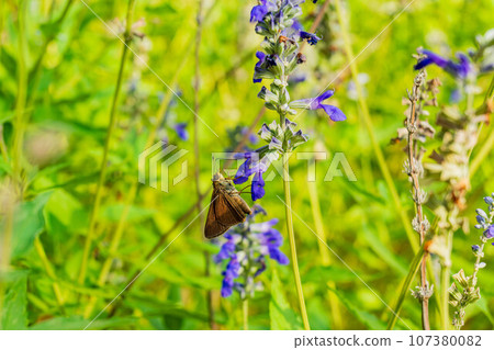 Close up shot of Dun Skipper butterfly in Martin Nature Park Close up shot of Dun Skipper butterfly in Martin Nature Park 107380082