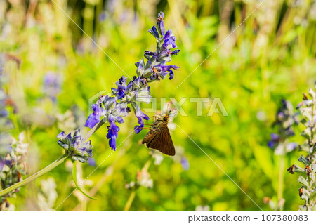 Close up shot of Dun Skipper butterfly in Martin Nature Park 107380083