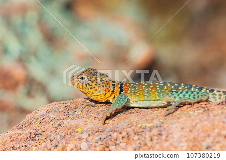 Close up shot of the Oklahoma collared lizard in Wichita Mountains National Wildlife Refuge 107380219