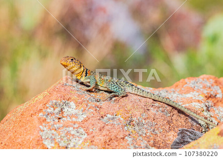 Close up shot of the Oklahoma collared lizard in Wichita Mountains National Wildlife Refuge 107380220