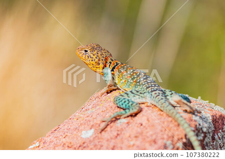 Close up shot of the Oklahoma collared lizard in Wichita Mountains National Wildlife Refuge 107380222