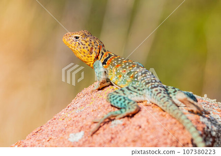 Close up shot of the Oklahoma collared lizard in Wichita Mountains National Wildlife Refuge 107380223