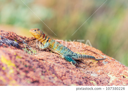 Close up shot of the Oklahoma collared lizard in Wichita Mountains National Wildlife Refuge 107380226