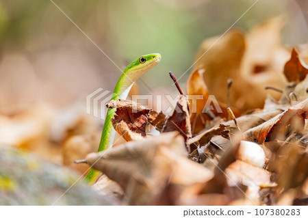 Close up shot of a rough green snake in the Wichita Mountains National Wildlife Refuge Close up shot of a rough green snake in the Wichita Mountains National Wildlife Refuge 107380283