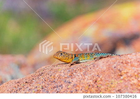 Close up shot of the Oklahoma collared lizard in Wichita Mountains National Wildlife Refuge Close up shot of the Oklahoma collared lizard in Wichita Mountains National Wildlife Refuge 107380416