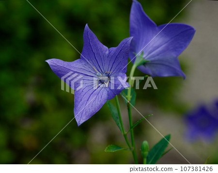 秋天的野花、風鈴草 107381426