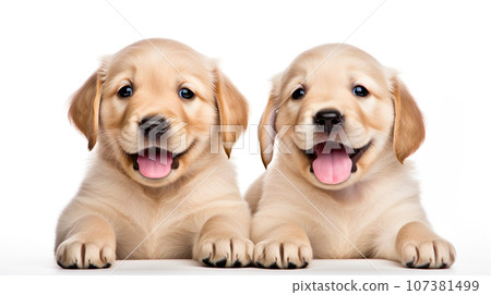 Two-shot of a cute golden retriever puppy "AI generated image" 107381499