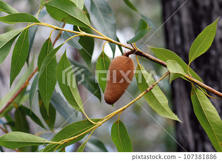 Rust coloured velvety developing fruit of the Australian native woody pear, Xylomelum pyriforme, family Proteaceae, in Sydney open sclerophyll forest. Endemic to coastal NSW in sandy soils 107381886