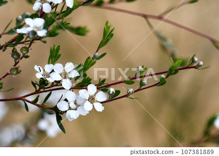 White flowers of the Australian native Flaky Barked Tea Tree, Gaudium trinervium, family Myrtaceae, in Sydney woodland. Formerly in Leptospermum. Shrub or small tree endemic to sclerophyll forest White flowers of the Australian native Flaky Barked Tea Tree, Gaudium trinervium, family Myrtaceae, in Sydney woodland. Formerly in Leptospermum. Shrub or small tree endemic to sclerophyll forest 107381889