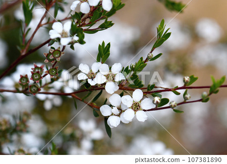 White flowers of the Australian native Flaky Barked Tea Tree, Gaudium trinervium, family Myrtaceae, in Sydney woodland. Formerly in Leptospermum. Shrub or small tree endemic to sclerophyll forest White flowers of the Australian native Flaky Barked Tea Tree, Gaudium trinervium, family Myrtaceae, in Sydney woodland. Formerly in Leptospermum. Shrub or small tree endemic to sclerophyll forest 107381890
