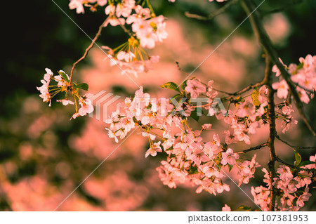 Night cherry blossoms at Morioka Castle Ruins Park Night cherry blossoms at Morioka Castle Ruins Park 107381953