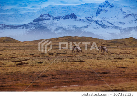 Icelandic wildlife living on frosty lands in arctic countryside, mooses in majestic snow covered mountains. Spectacular group of animals in wonderland scenery, amazing nature and elks. 107382123
