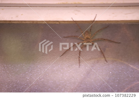 Midori-ku, Chiba City, my home's reed spider 107382229