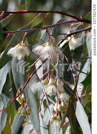 White cream blossoms and buds of the Australian native Mugga or Red Ironbark Eucalyptus sideroxylon, family Myrtaceae, in central west NSW. Gum tree endemic to dry sclerophyll forest 107382429