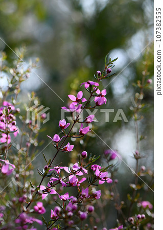 Backlit pink flowers of the Australian native shrub Boronia ledifolia, family Rutaceae, growing in Sydney sclerophyll forest understory. Winter to spring flowering. Sun lit wildflower meadow 107382555