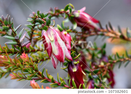 Closeup of red and white striped flower of the Australian native shrub Darwinia macrostegia hybrid Stripey, family Myrtaceae. Known as the Mondurup Bell. Endemic to Albany region in Western Australia. Closeup of red and white striped flower of the Australian native shrub Darwinia macrostegia hybrid Stripey, family Myrtaceae. Known as the Mondurup Bell. Endemic to Albany region in Western Australia. 107382601